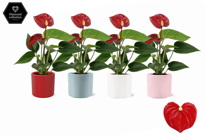 <h4>Anthurium 6 cm Micra in Eva love ceramics</h4>