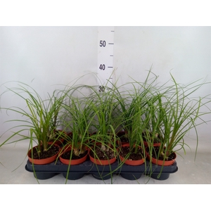 Beaucarnea recurvata