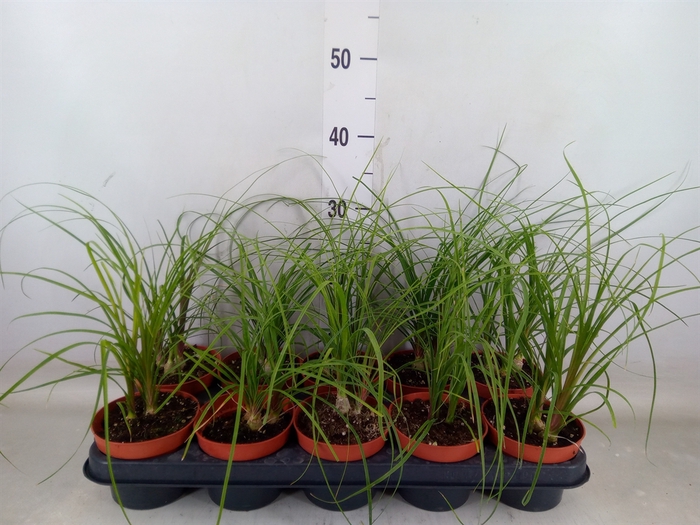 <h4>Beaucarnea recurvata</h4>