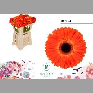 GE GR MEDINA