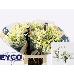 Agapanthus Eyfori White 60cm