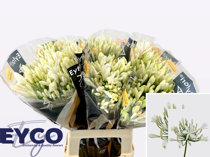 <h4>Agapanthus Eyfori White 60cm</h4>