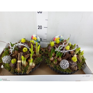 Arr.   Bol/Knolgewas L%