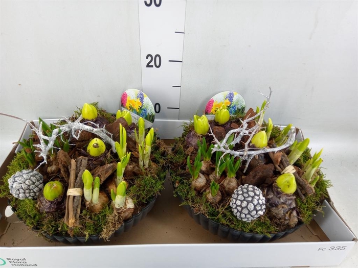 <h4>Arr.   Bol/Knolgewas L%</h4>