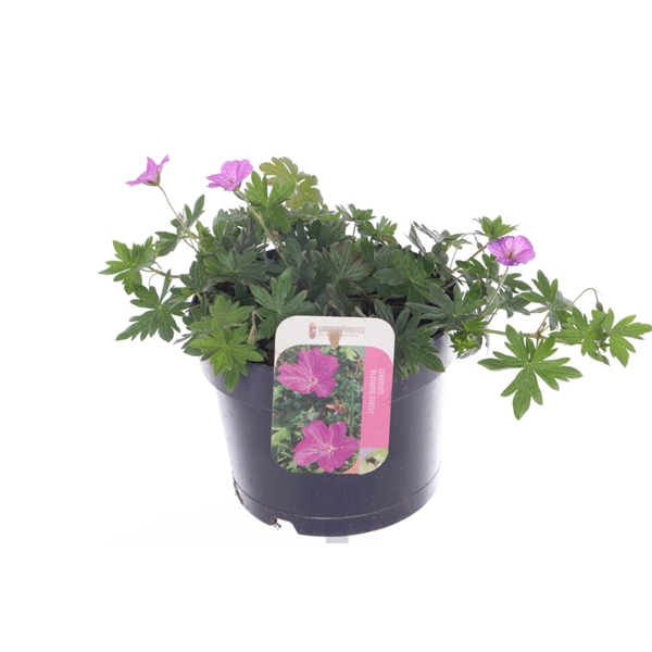 <h4>Geranium Blushing Turtle</h4>