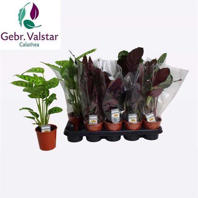 <h4>CALAT GEM 4 SRT</h4>