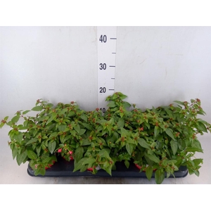 Fuchsia  'Bella Fuchsia Lydia'