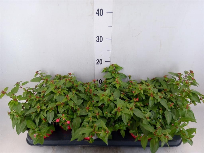 <h4>Fuchsia  'Bella Fuchsia Lydia'</h4>