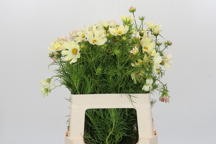 Cosmos Cream