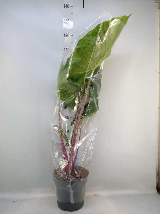 <h4>Alocasia ...</h4>