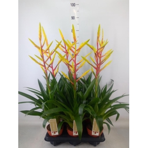 Tillandsia  'Luminosa'