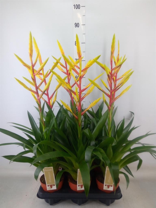 <h4>Tillandsia  'Luminosa'</h4>