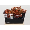 Rozenbottel Autumn Rosefruits Orange