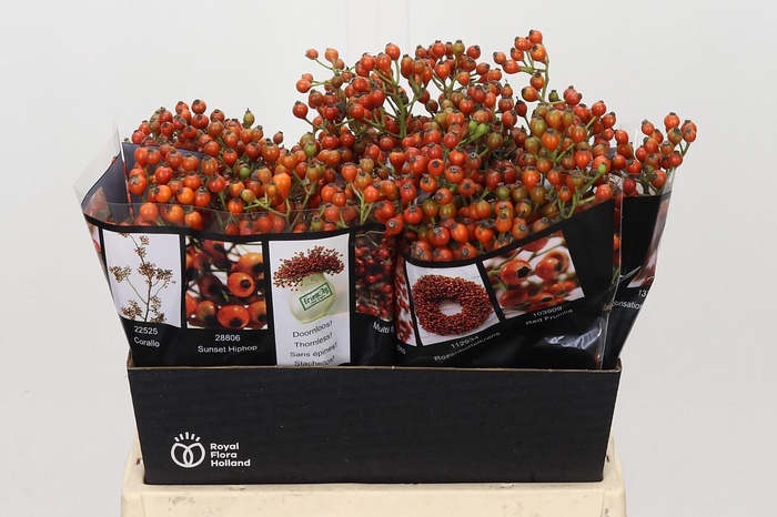 Rozenbottel Autumn Rosefruits Orange