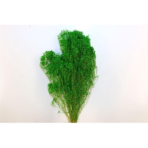 Dried Broom Bloom Green Bunch