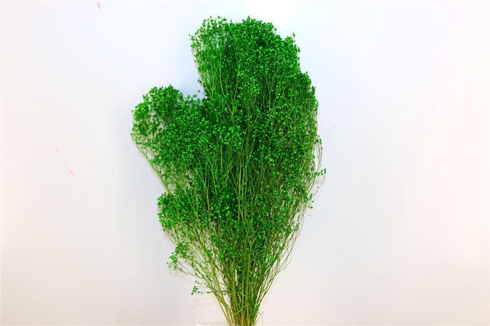 <h4>Dried Broom Bloom Green Bunch</h4>