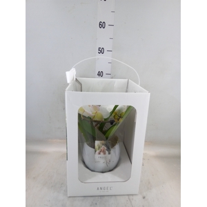 Phalaenopsis   ...white
