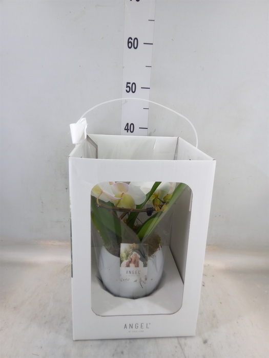 <h4>Phalaenopsis   ...white</h4>