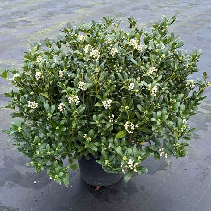 <h4>Skimmia japonica 'Witte Bes’ Kew Green XXL</h4>