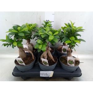 Ficus microcarpa 'Ginseng'