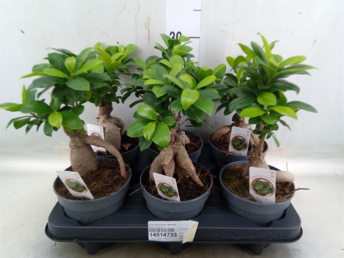 <h4>Ficus microcarpa 'Ginseng'</h4>