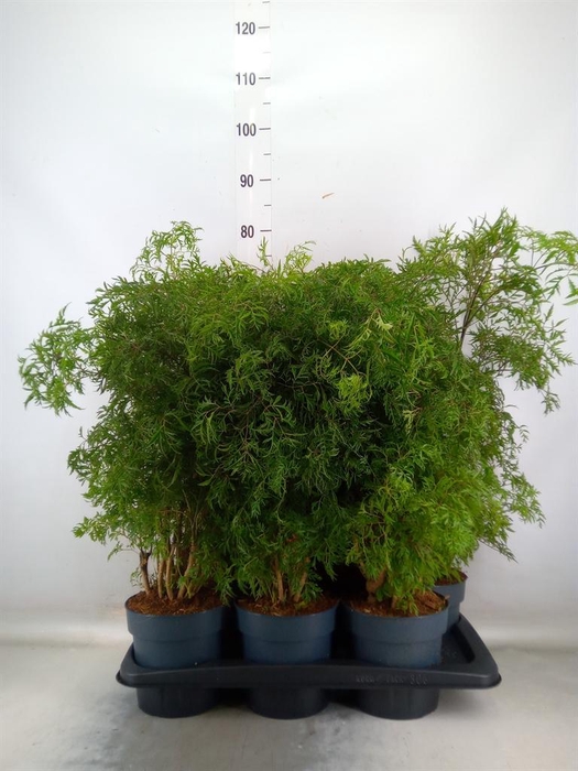<h4>Polyscias fruticosa</h4>