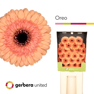 Ge Mi Oreo