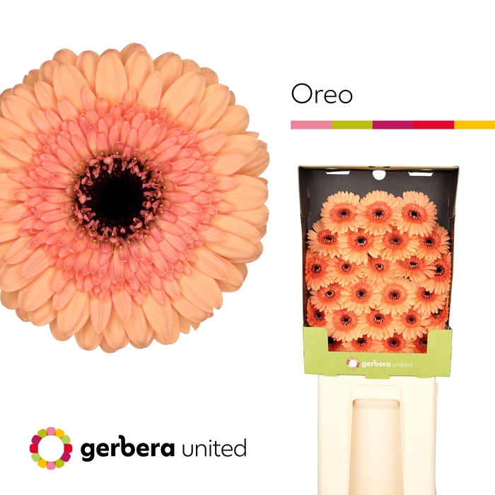 <h4>Ge Mi Oreo</h4>
