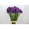 Allium Dutchman