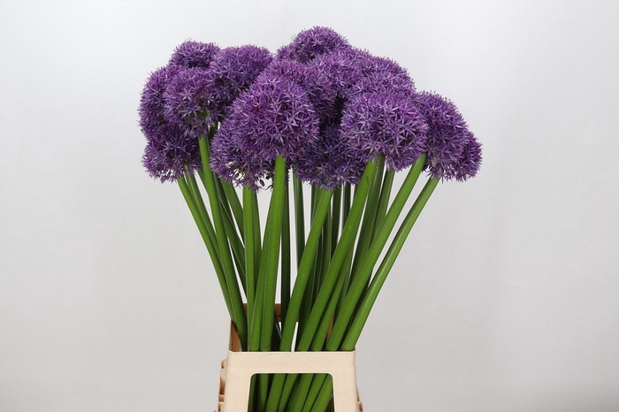 Allium Dutchman