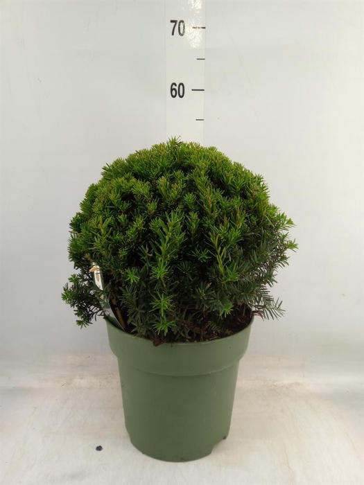 <h4>Taxus   ...</h4>