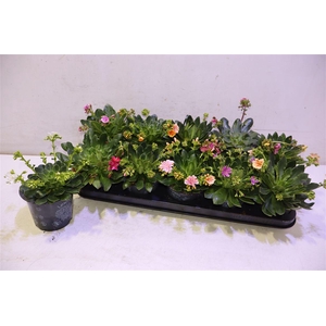 Lewi Co Happy Co Gem