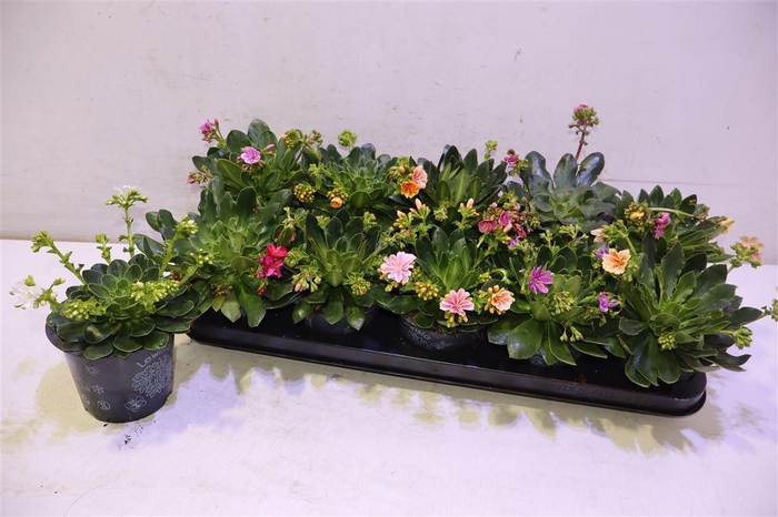 <h4>Lewi Co Happy Co Gem</h4>