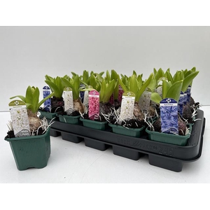 Hyacinthus mix 7Ø 15cm 1pp