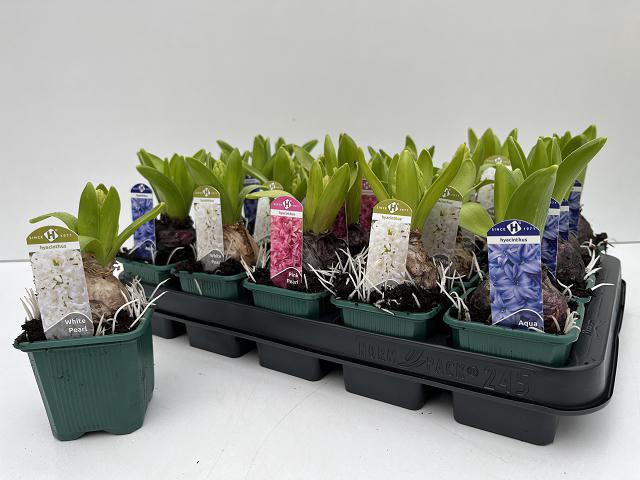 Hyacinthus mix 7Ø 15cm 1pp