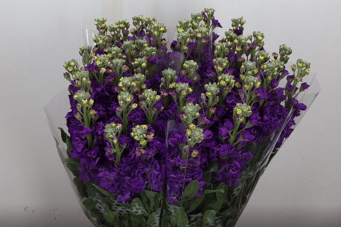 <h4>Matth Iron 50cm Purple</h4>
