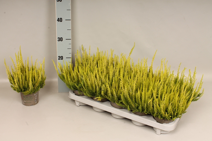 Calluna vulgaris Beauty Lady® Lemon