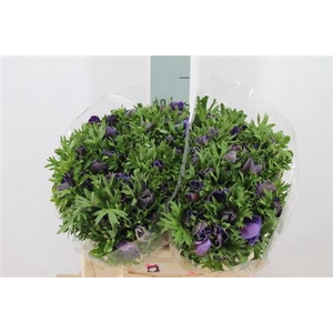 Anemoon Mistral Extra Blue