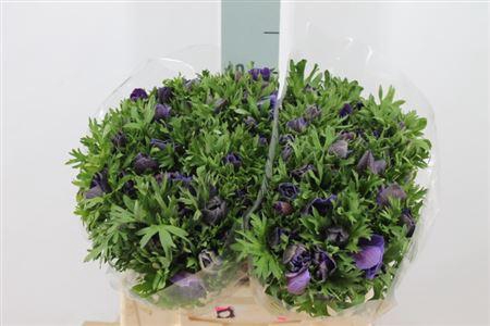 <h4>Anemoon Mistral Extra Blue</h4>