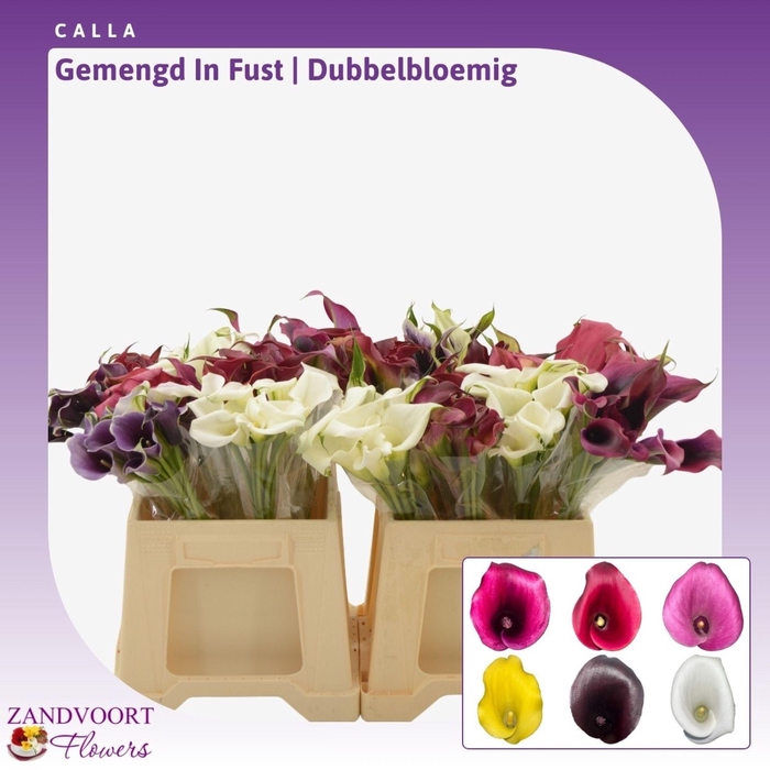 <h4>Calla Gemengd In Fust | Dubbelbloemig</h4>