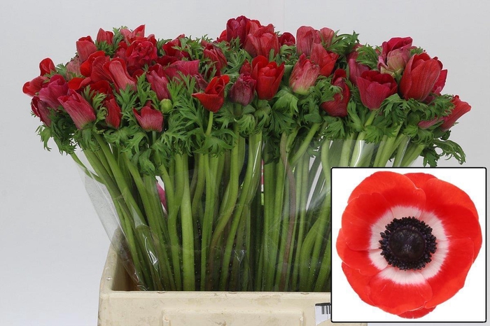 <h4>ANEM CO MIS + RED</h4>