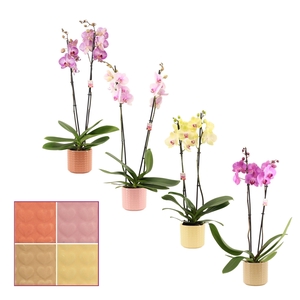 Phalaenopsis 2 tak 14+ mix in Kaya (Sympathetic moods-collection