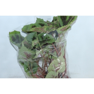 BEGONIA CRUZ FERRO C21