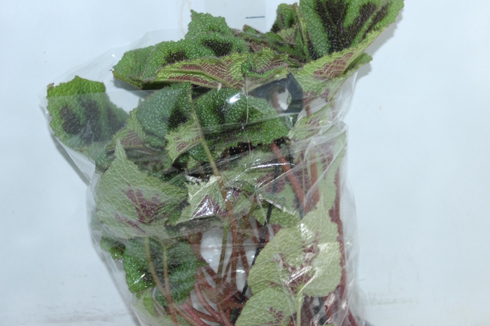 <h4>BEGONIA CRUZ FERRO C21</h4>