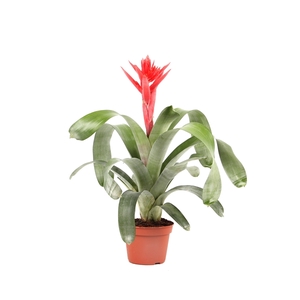 Aechmea Mohican