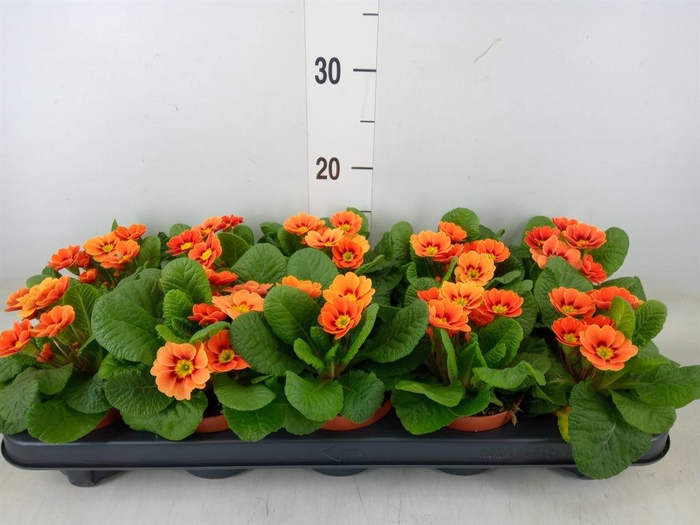 <h4>Primula   ...</h4>