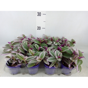 Tradescantia albif. 'Nanouk'