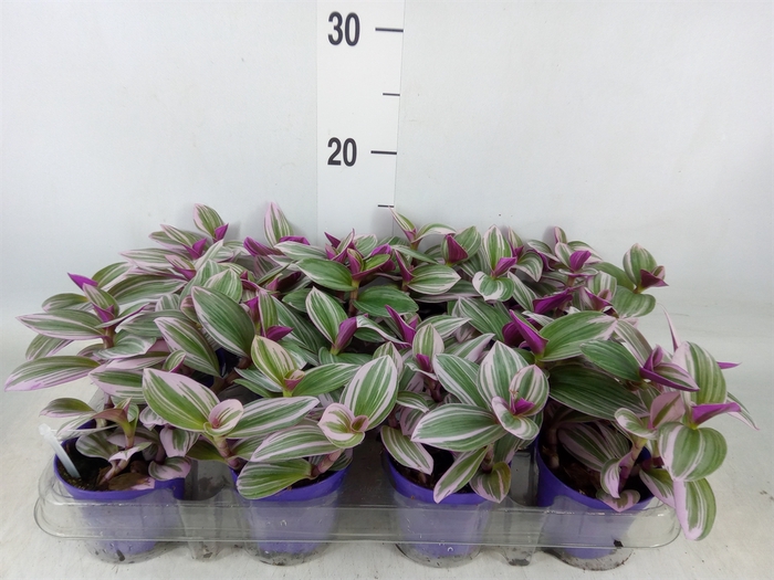 <h4>Tradescantia albif. 'Nanouk'</h4>