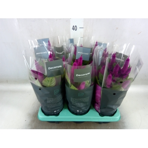 Celosia spic. 'Deep Purple'