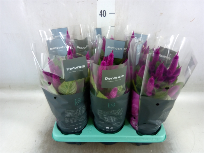 <h4>Celosia arg. SP 'Deep Purple'</h4>